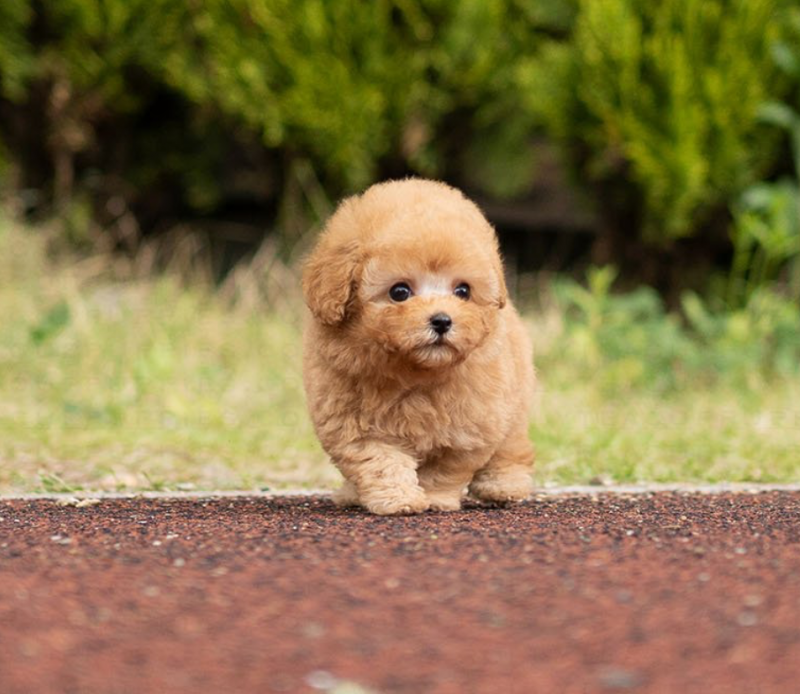 Toy Poodle puppies for rehoming Image eClassifieds4u