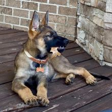 2 Cute German Shepherd puppies