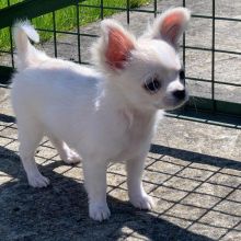 Charming male and female Chihuahua pups for adoption