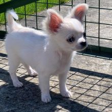 Healthy Chihuahua puppies