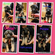 Purebred German Shepherd Puppies CKC registered