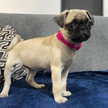 two beautiful Male and Female Pug puppies