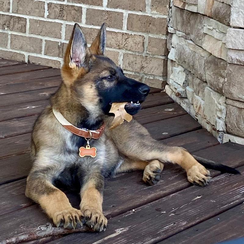 2 Cute German Shepherd puppies Image eClassifieds4u