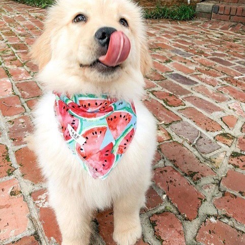 Golden retriever puppies for adoption (blenscott3@gmail.com) Image eClassifieds4u