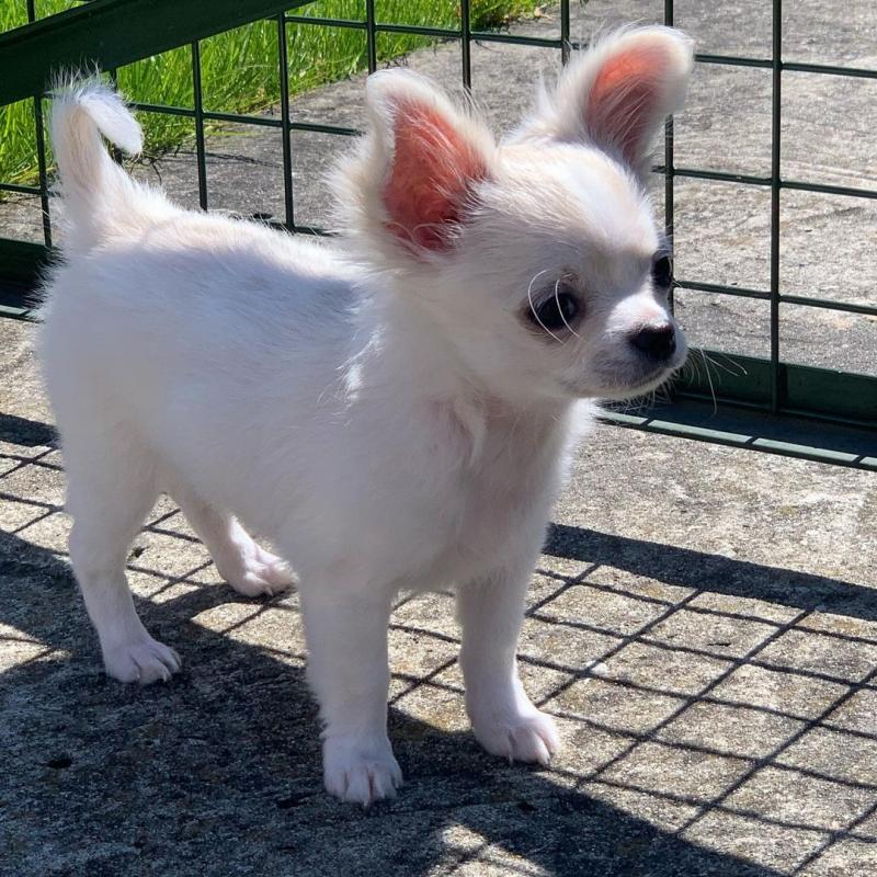 two lovely Chihuahua puppies Image eClassifieds4u