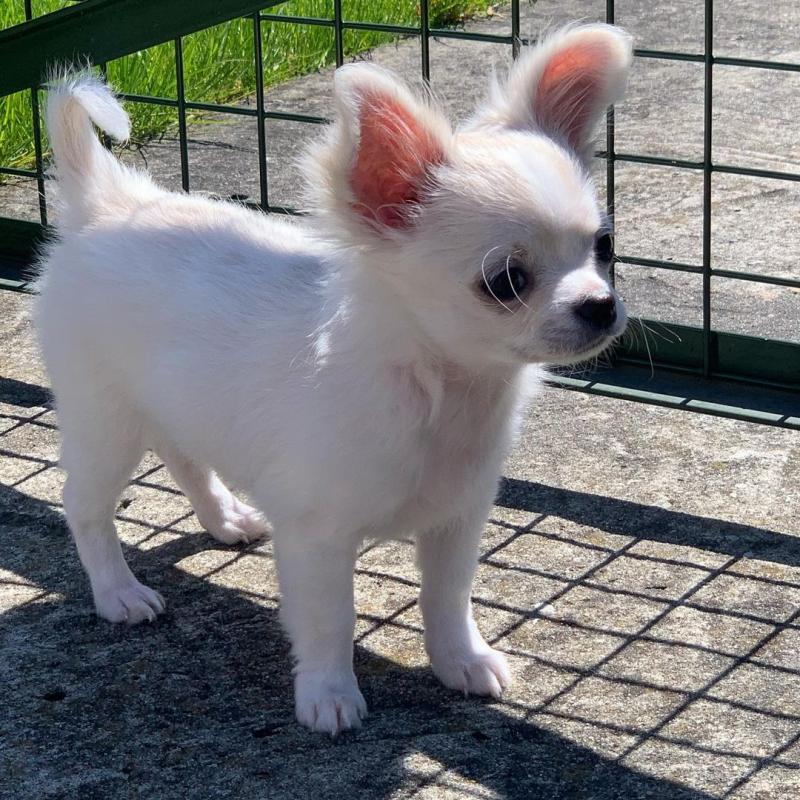 Very healthy and cute Chihuahua puppies Image eClassifieds4u