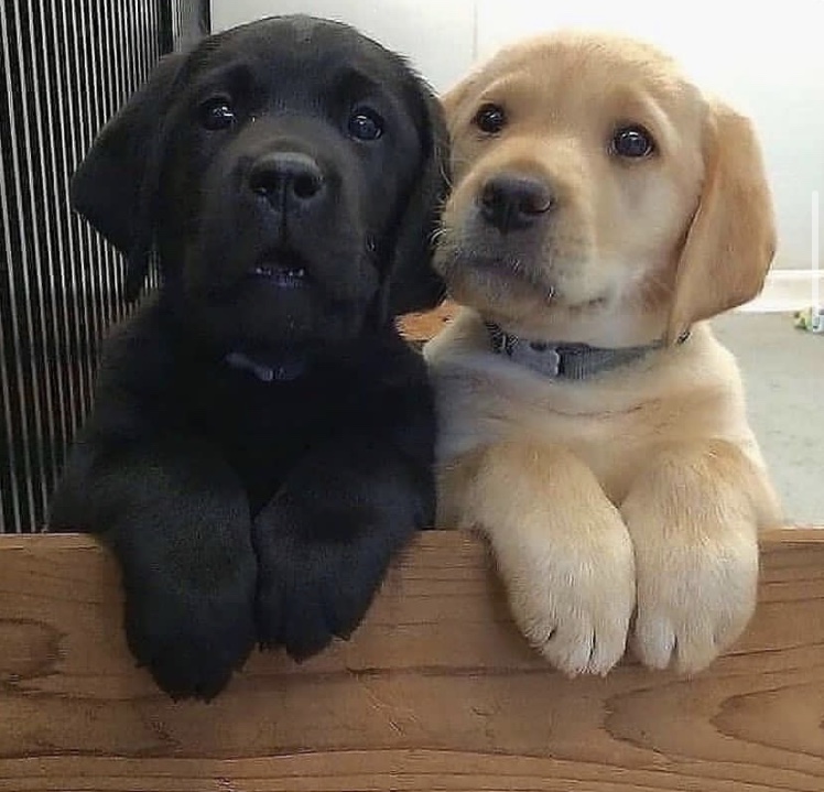 Labrador Retreiver pupp ready for re-homing (437)374-2664 Image eClassifieds4u