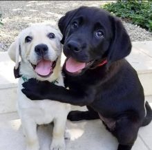 Get a Labrador Retreiver pupp (437)374-2664 Serious inquiries only