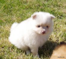 Adorable Pomeranian puppies for adoption