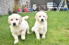Amazing Golden retriever puppies For Adoption (denisportman500@gmail.com)