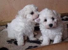 Bichon Frise Puppies adoption text me 213-761-8231