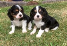 Cavalier King Charles Spaniel Pups for Adoption Text 213-761-8231