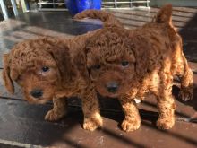Cavapoo puppies ready to go Text us 213-761-8231