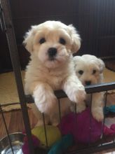 Conton De Tulear Puppies for Adoption text me 213-761-8231