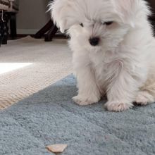 EXCELLENT MALTESE PUPPIES (glinsmight@gmail.com)