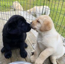Get a Labrador Retreiver pupp asap for your family (437)374-2664