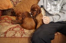 Irish Setter Puppies ready for free Adoption now text us 213-761-8231