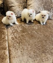 lovely Pomeranian Puppies for adoption into new homes.
