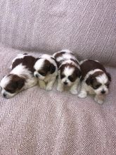 Malshi Puppies for free adoption text me 213-761-8231