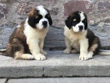 Saint Bernard Puppies for free adoption text us 213-761-8231