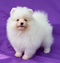 Stunning White Teacup Pomeranian Pups