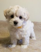 Super Cute Maltipoo Puppies text us 213-761-8231