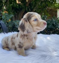 sweet dachshund puppies for adoption (clintongreen269@gmail.com)