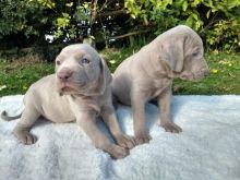 Weimaraner Pups ready for adoption text me 213-761-8231