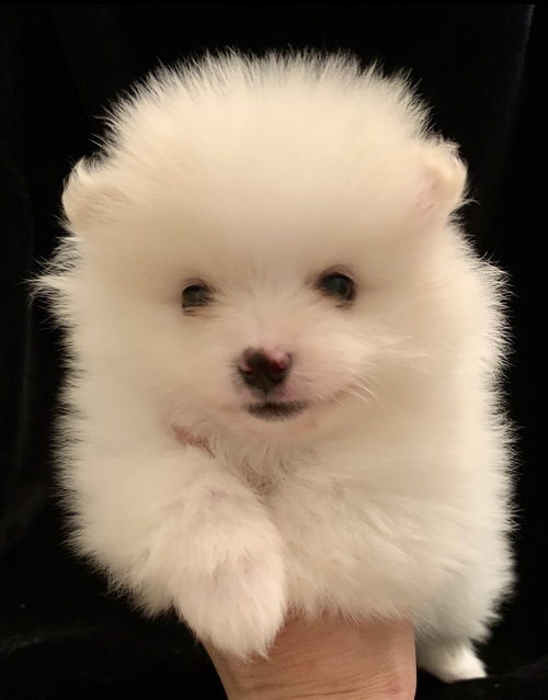 Adorable Pomeranian Puppies For Adoption Image eClassifieds4u