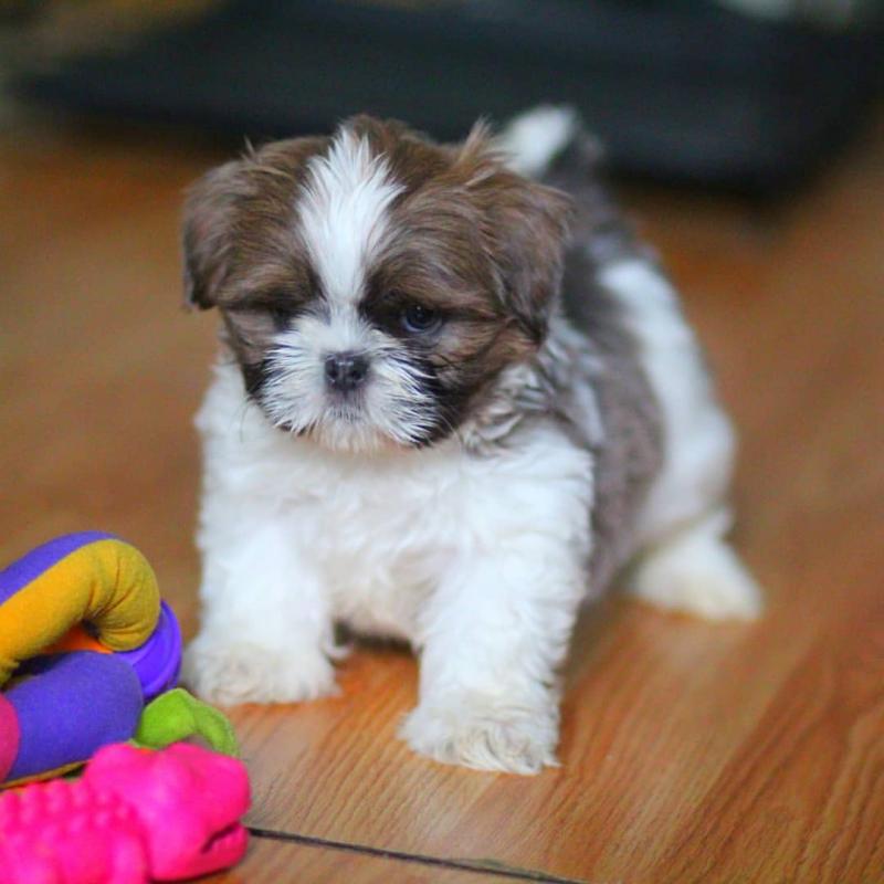 Adorable Shih Tzu puppies available to a good and caring home email: lindsayurbin@gmail.com Image eClassifieds4u