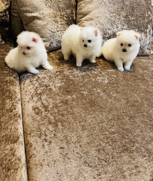 lovely Pomeranian Puppies for adoption into new homes. Image eClassifieds4u