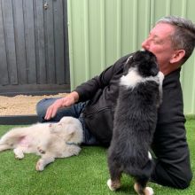 HOME TRAINED BORDER COLLIE PUPPIES FOR ADOPTION ( livingstonhark@gmail.com ) Image eClassifieds4U