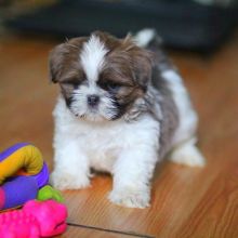 Shihtzu puppies 3 Months old .lindsayurbin@gmail.com Image eClassifieds4U