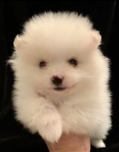 Adorable Pomeranian Puppies For Adoption Image eClassifieds4U
