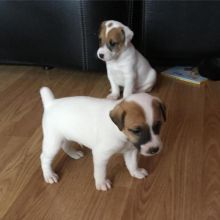 EXCELLENT jack Russell luizk096@gmail.com Image eClassifieds4U