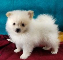Healthy Home raised male and female Pomeranian puppies available .lindsayurbin@gmail.com Image eClassifieds4U