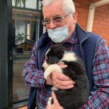HOME TRAINED BORDER COLLIE PUPPIES FOR ADOPTION ( livingstonhark@gmail.com ) Image eClassifieds4u 2