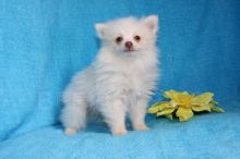 Our Pomeranian Pups are beautiful and loving. Image eClassifieds4u 2