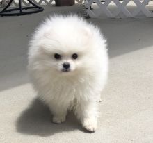 Pomeranian Puppies Image eClassifieds4U