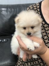 Pomeranian puppies available. Image eClassifieds4U