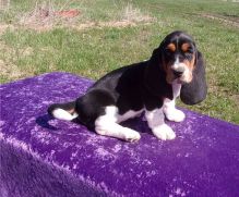 Sweet Basset Hound puppies for free adoption text me 213-761-8231 Image eClassifieds4U