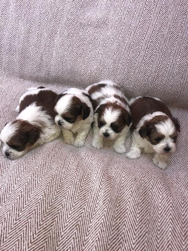 Malshi Puppies for free adoption text me 213-761-8231 Image eClassifieds4u