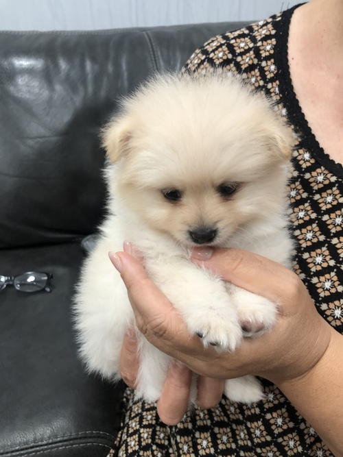 Pomeranian puppies available. Image eClassifieds4u