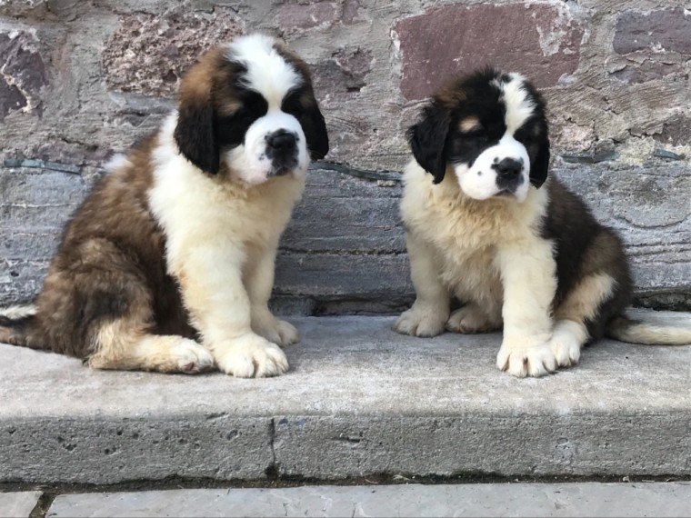 Saint Bernard Puppies for free adoption text us 213-761-8231 Image eClassifieds4u