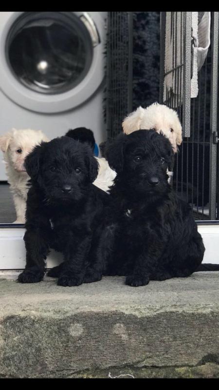 Scnoodle Puppies for free adoptin text me 213-761-8231 Image eClassifieds4u