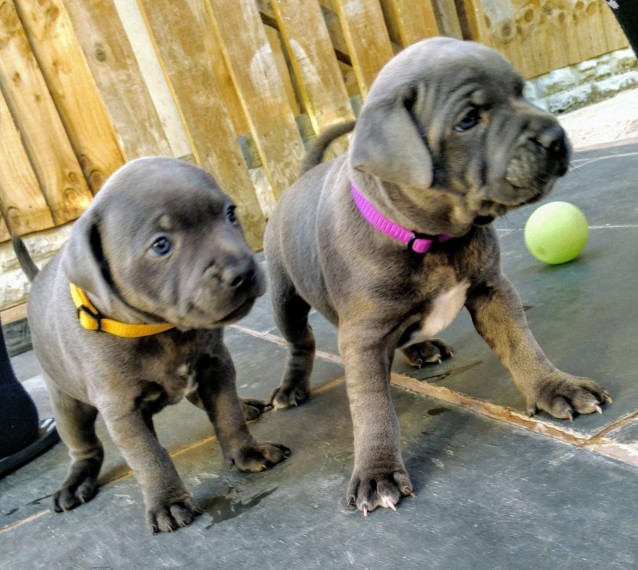 Staffordshire Bull Terrier Puppies for free adoption..Text us 213-761-8231 Image eClassifieds4u