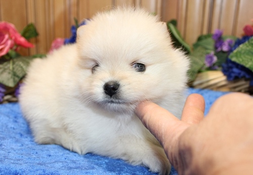 Stunning White Teacup Pomeranian Pups Image eClassifieds4u