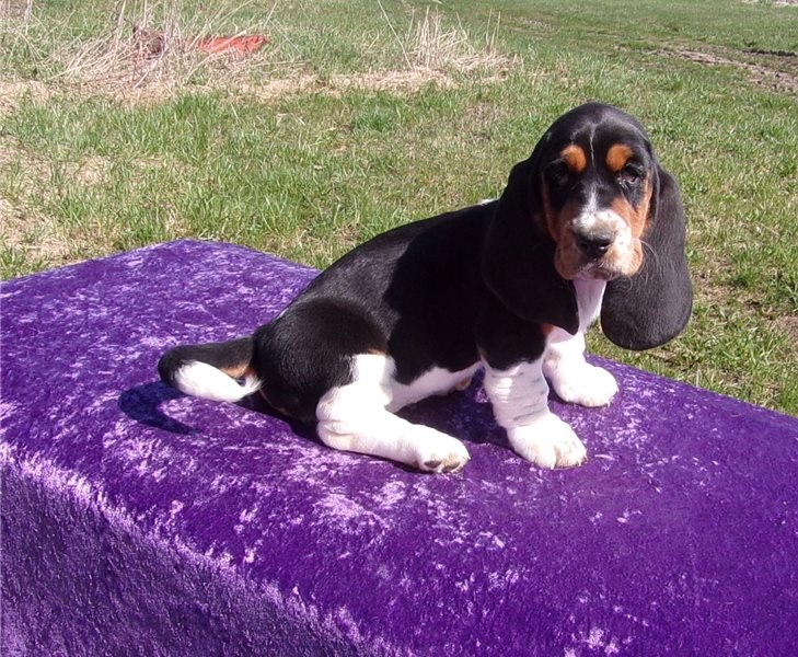 Sweet Basset Hound puppies for free adoption text me 213-761-8231 Image eClassifieds4u