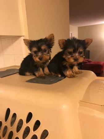 TEACUP YORKIES AVAILABLE Image eClassifieds4u