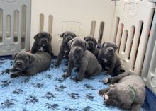 Cane Corso Puppies